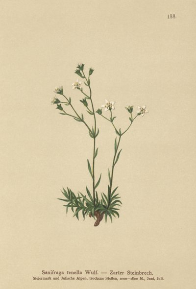 Slender Saxifrage by German School